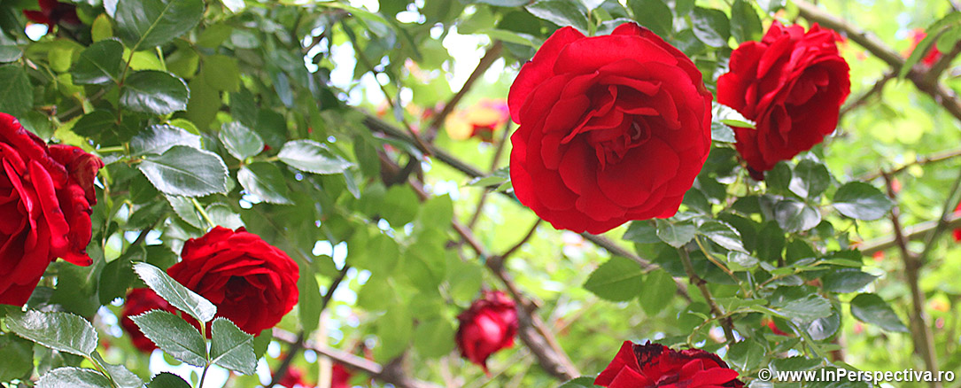 Inperspectiva.ro